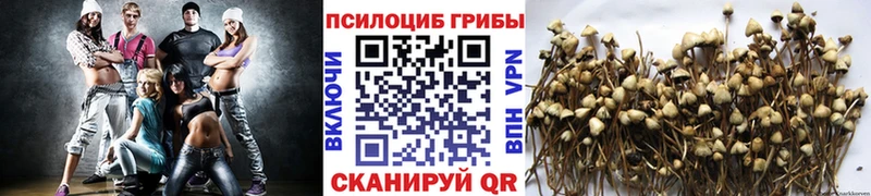 Псилоцибиновые грибы Cubensis  Зеленогорск 